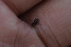 Aphodius