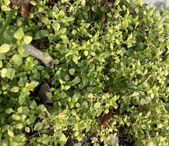 Peronospora alsinearum