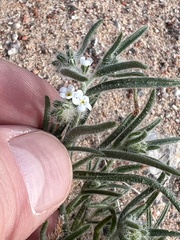Johnstonella angustifolia