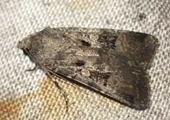 Agrotis