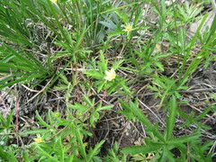 Potentilla flagellaris