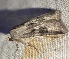 Agrotis