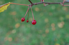 Malus floribunda