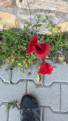 Papaver rhoeas