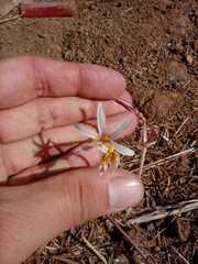 Traubia modesta