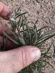 Johnstonella angustifolia