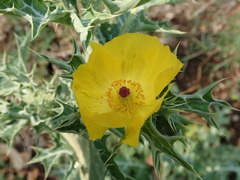 Argemone mexicana