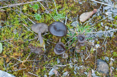 Pseudoclitocybe obbata