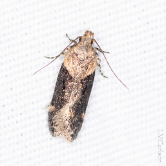 Chionodes mediofuscella