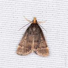 Loxostegopsis merrickalis