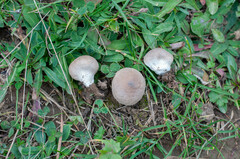 Lycoperdon lividum