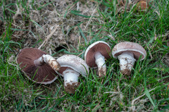 Agaricus subperonatus