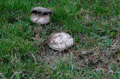 Agaricus subperonatus