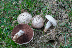 Agaricus subperonatus