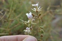 Pelargonium tragacanthoides