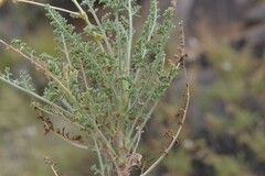 Pelargonium tragacanthoides