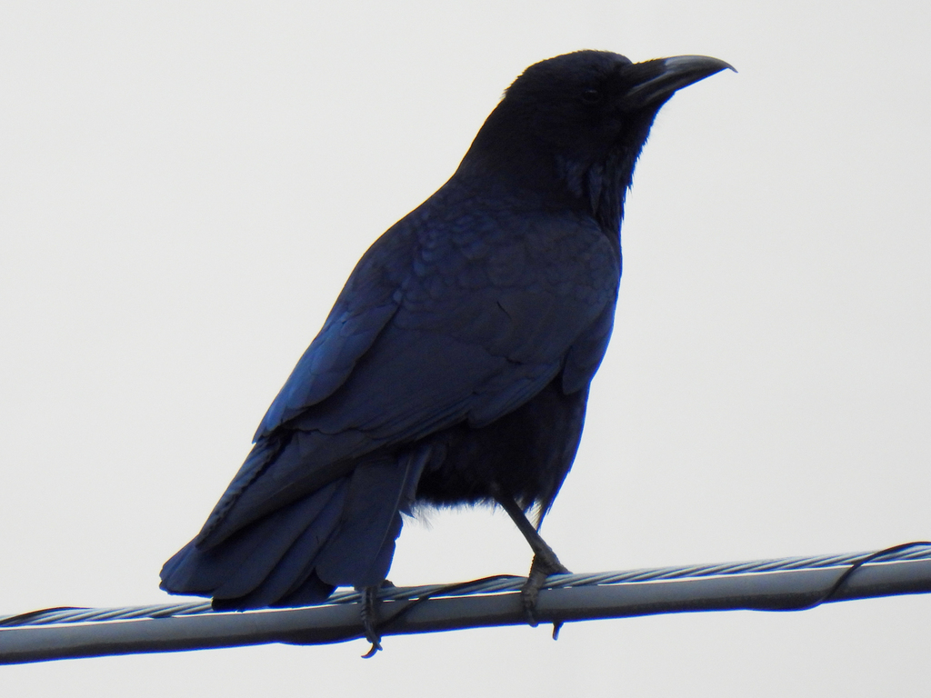 Carrion Crow from Aoba Ward, Yokohama, Kanagawa, Japan on February 23 ...