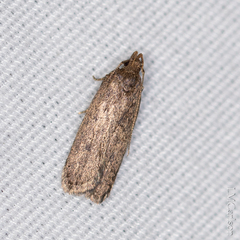 Glyphidocera juniperella