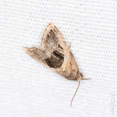 Tripudia rectangula