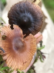 Cortinarius glandicolor