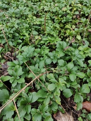 Pachysandra terminalis