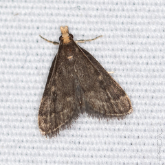Loxostegopsis merrickalis