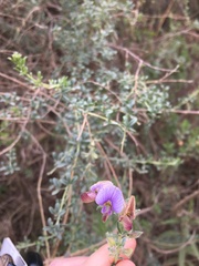 Lotononis sericophylla