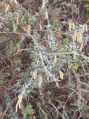 Lotononis sericophylla