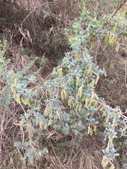 Lotononis sericophylla