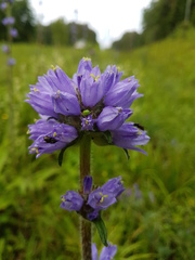 Campanula cervicaria