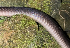 Bungarus candidus