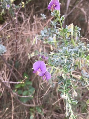 Lotononis sericophylla