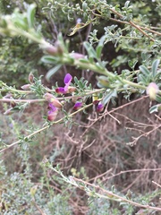 Lotononis sericophylla