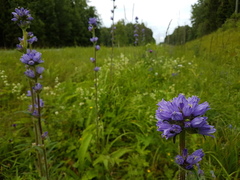 Campanula cervicaria