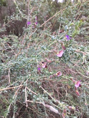 Lotononis sericophylla