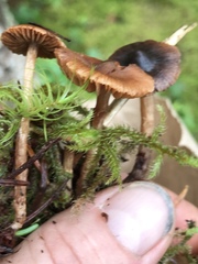 Cortinarius glandicolor
