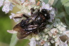 Melissodes bimaculatus