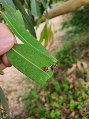 Doratifera vulnerans
