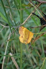 Petrodava leucicolor