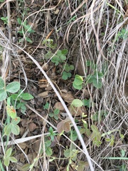 Rhynchosia caribaea