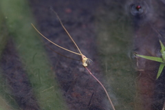 Utricularia capilliflora