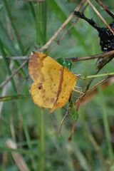 Petrodava leucicolor