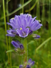 Campanula cervicaria