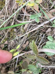Rhynchosia caribaea