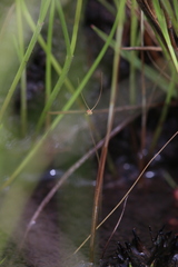 Utricularia capilliflora