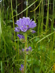 Campanula cervicaria