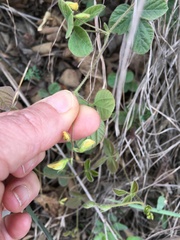 Rhynchosia caribaea