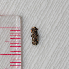 Tineinae