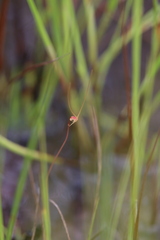 Utricularia capilliflora