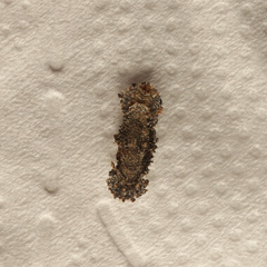 Tineinae